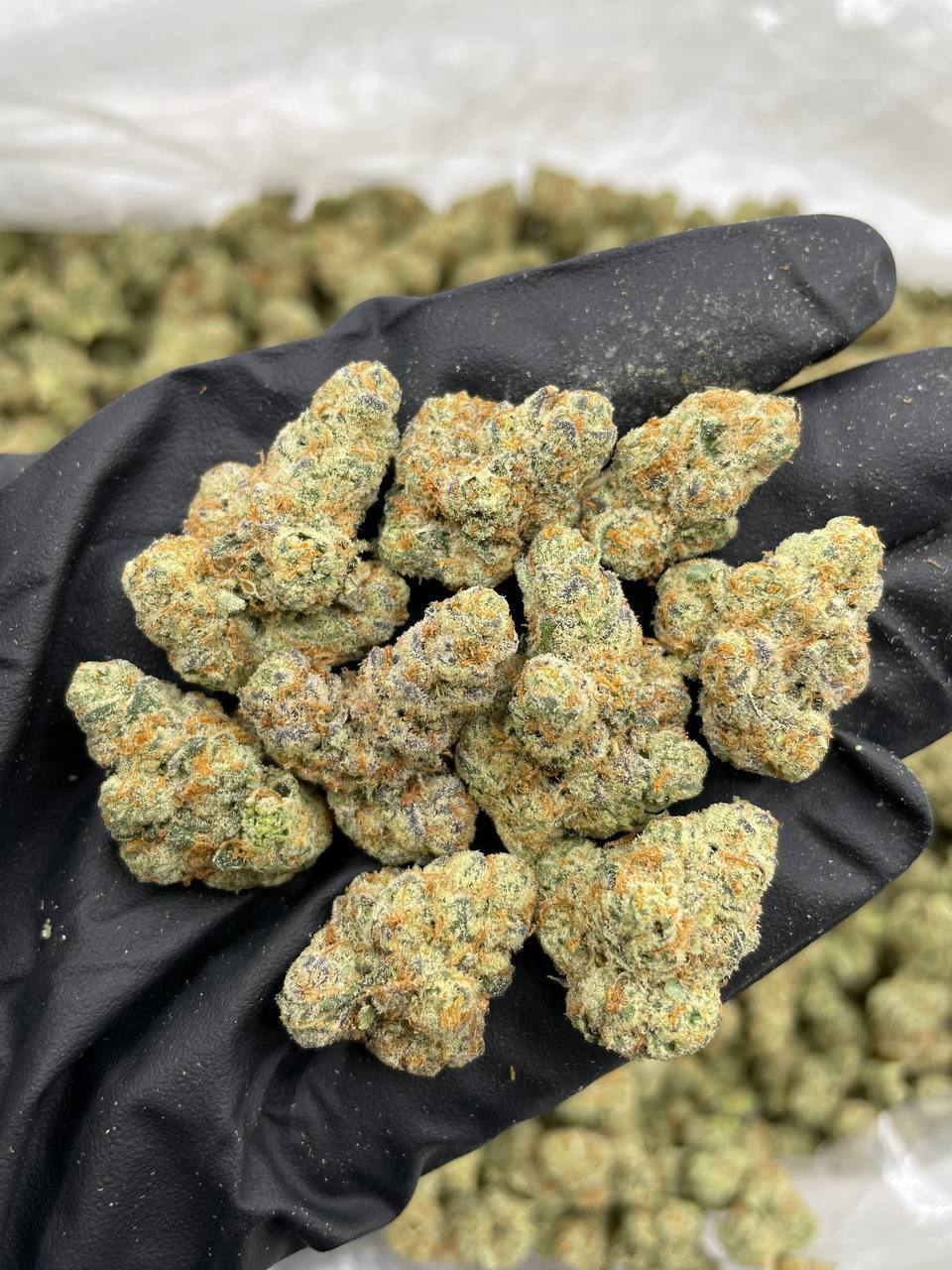 Strawberry Champagne