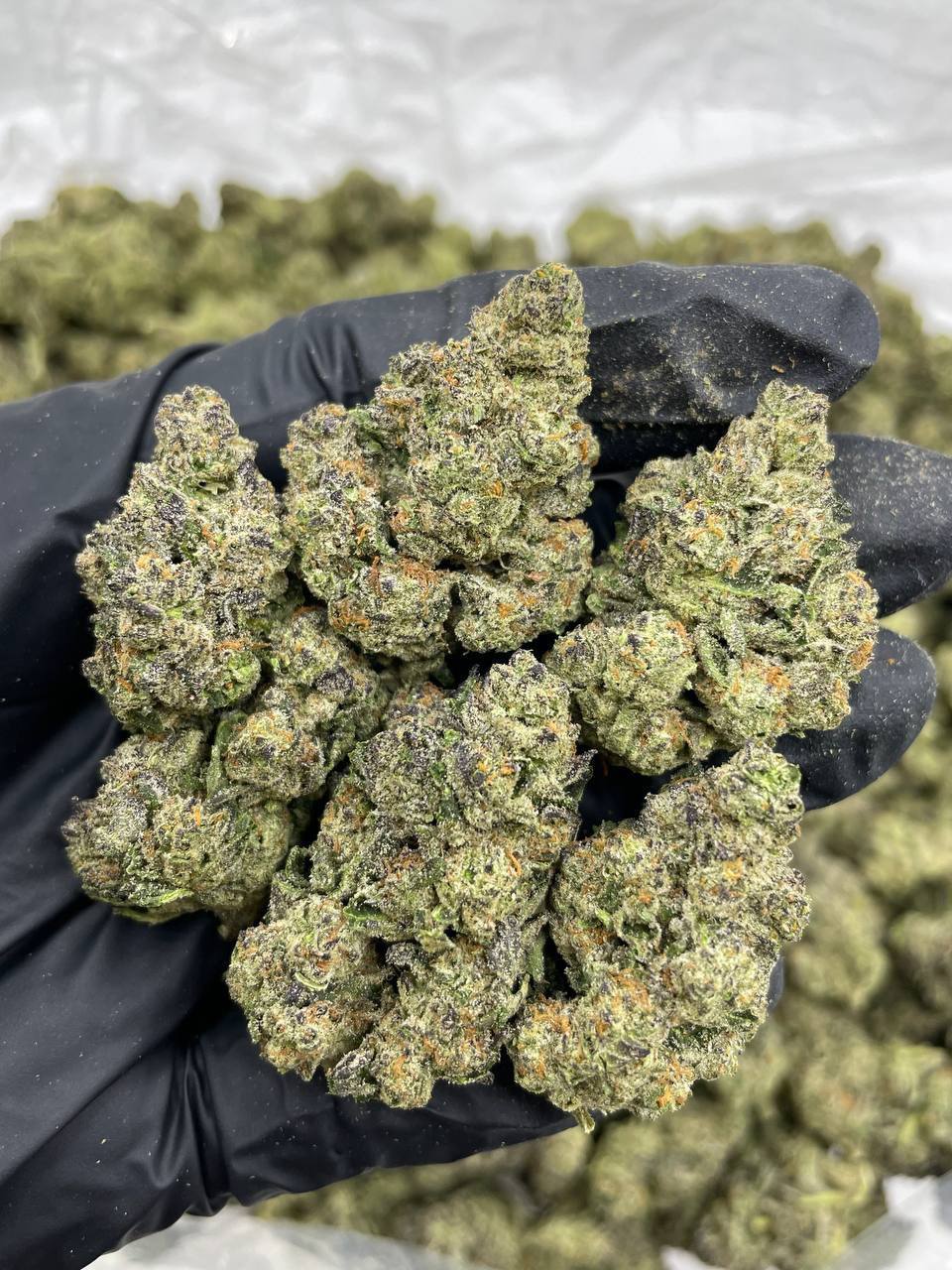 Grape Gobstopper Kush