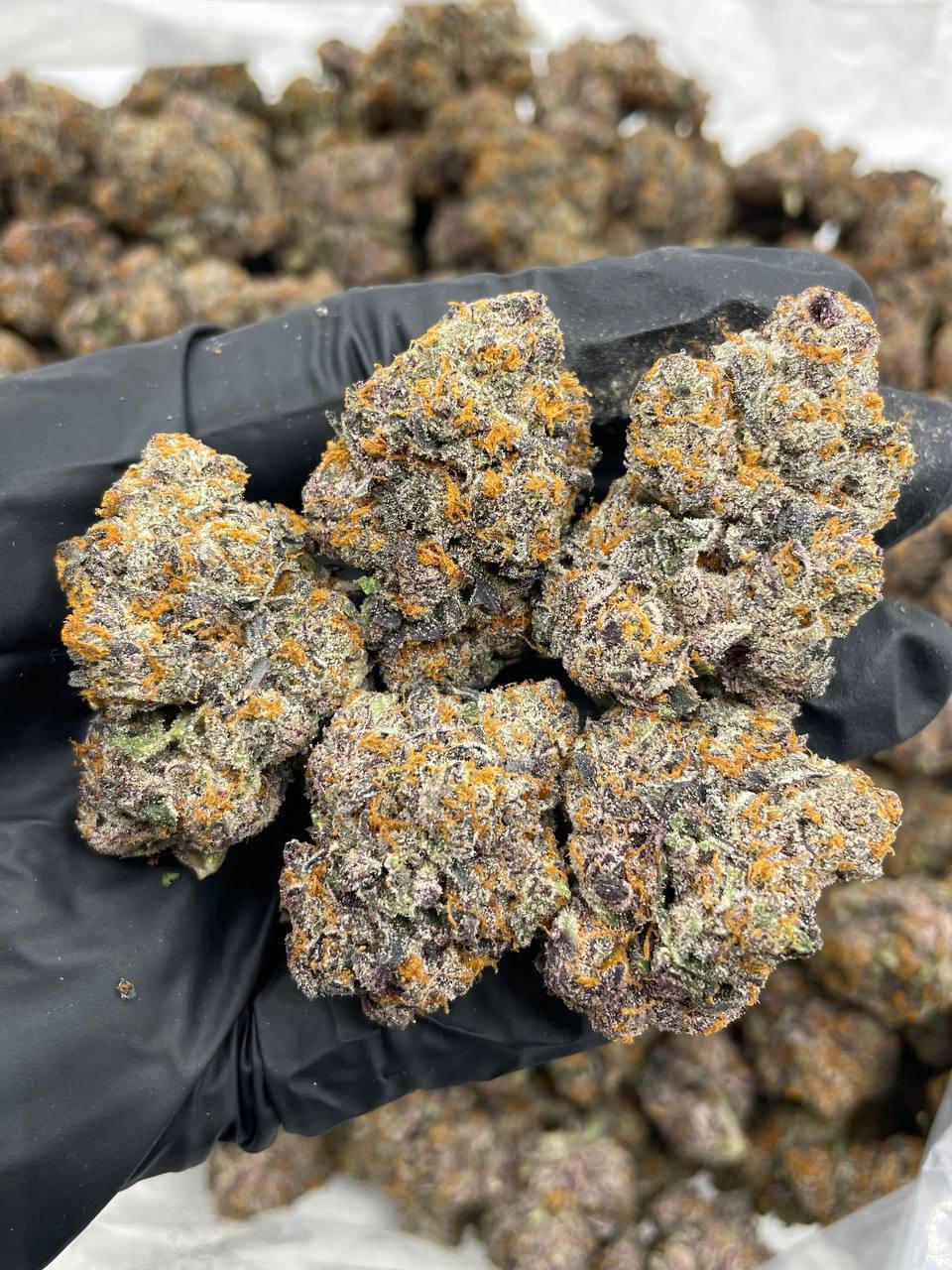 Animal Plushers - Image 2