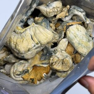 Alternative view of HB Pumpkinz